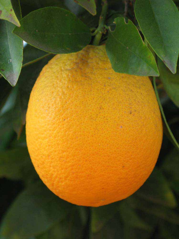            Fruit (Riverside, CA)   